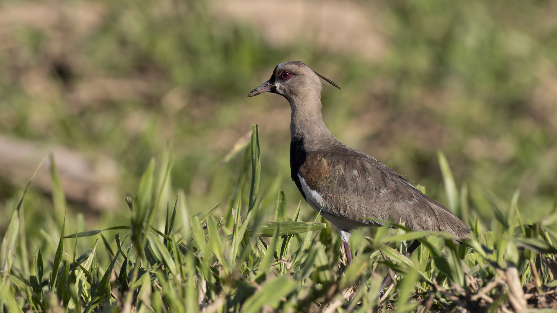 Southern Lapwing